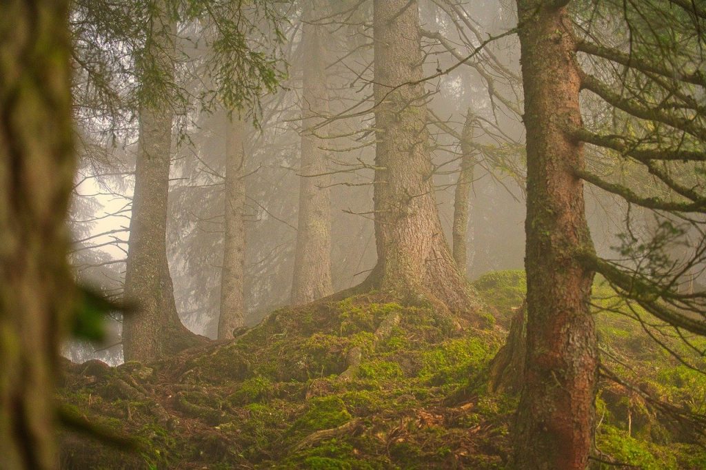 forest, fog, coniferous forest-7406241.jpg