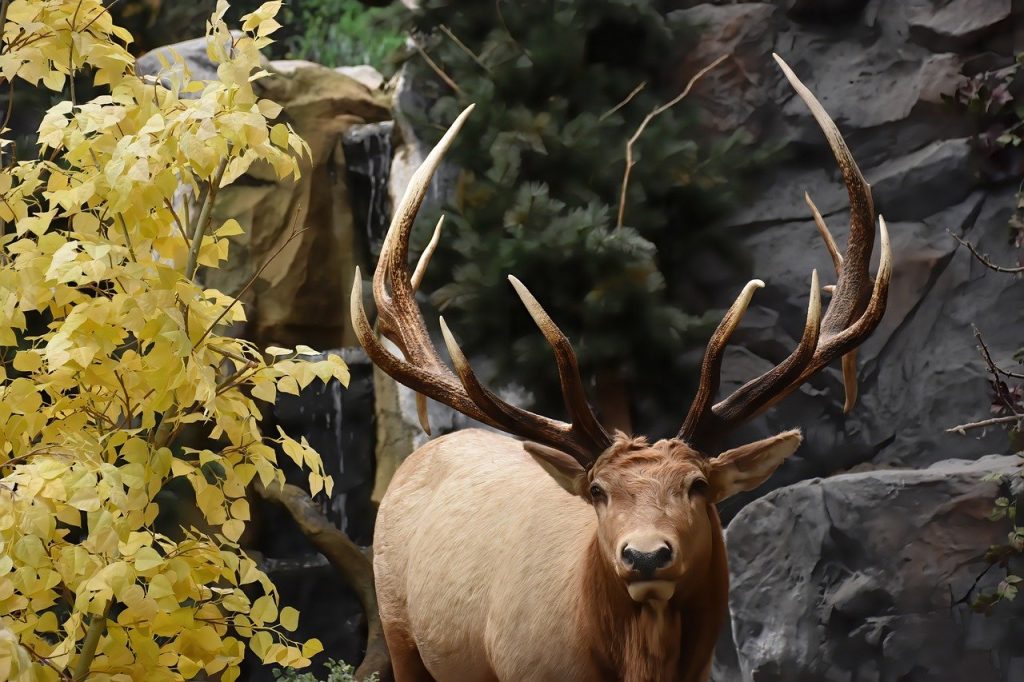 elk, deer, animal-7549286.jpg